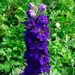 Дельфиниум "Magic Fountains Dark Blue Black Bee"