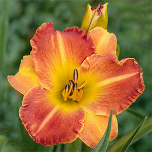 Лилейник "EveryDaylily Bronze"