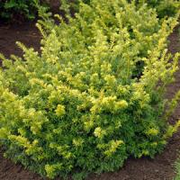 Тис ягодный "Semperaurea"