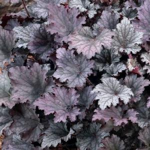 Гейхера "Frosted Violet"