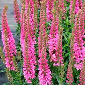 Дербенник иволистный "Morden Pink"