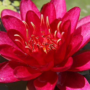 Нимфея "Burgundy Princess"
