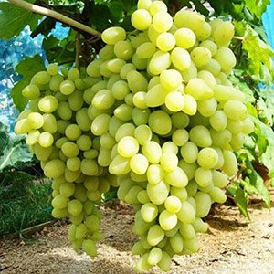 Виноград кишмиш "Долгожданный"