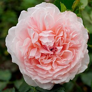 Роза "Rose de Tolbiac"