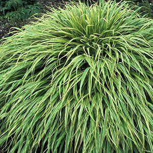 Хаконехлоа большая "Albostriata"