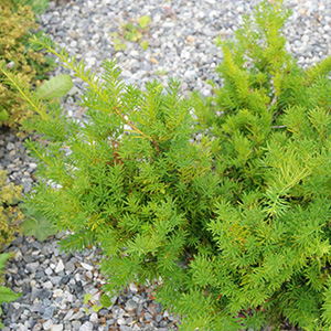 Тис средний "Green Mountain"