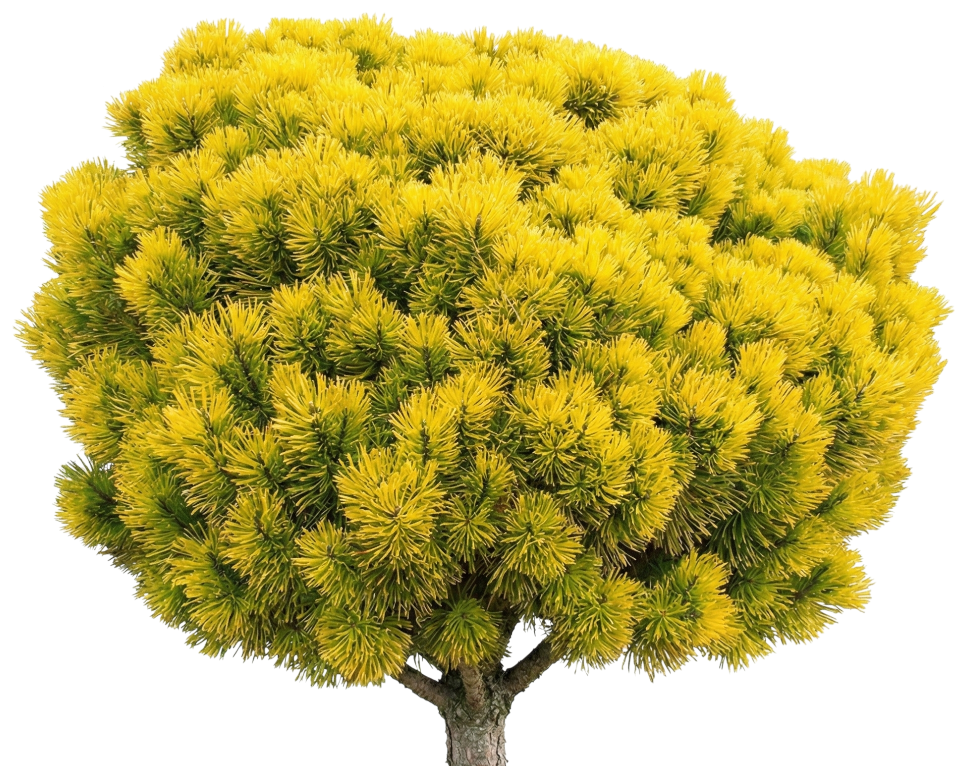 Сосна горная 