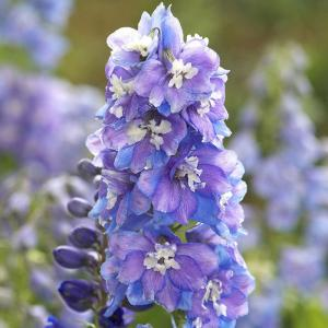 Дельфиниум "Guardian Lavender"
