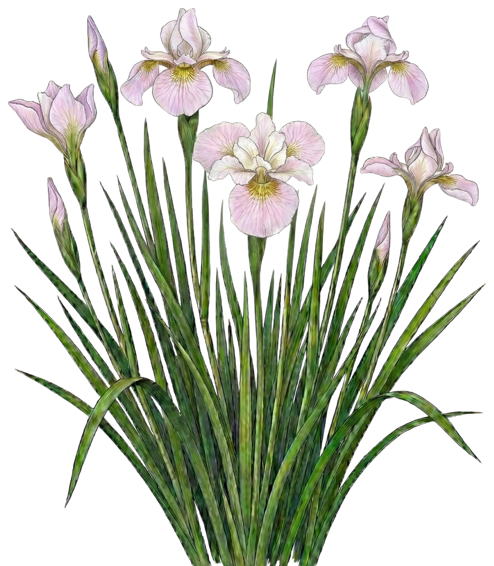 Ирис сибирский 