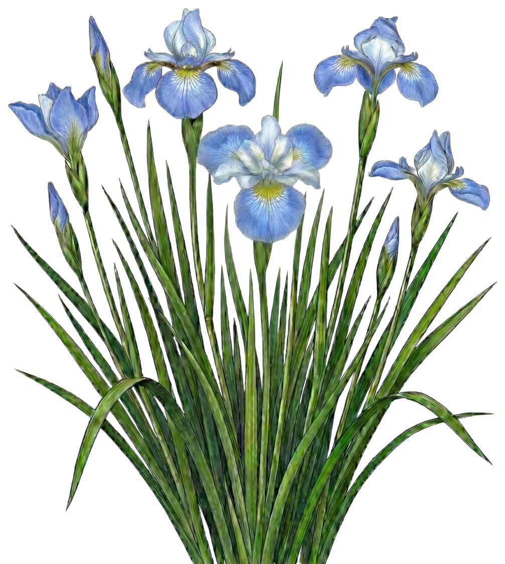 Ирис сибирский 