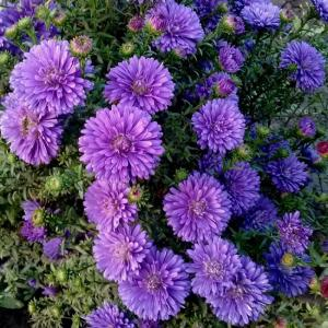 Астра ново-бельгийская "Henry I Purple"