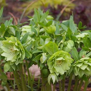 Морозник восточный "Double Ellen Green"
