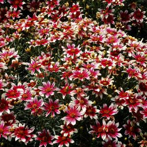 Кореопсис гибридный "Sunstar Rose"