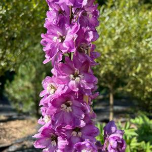 Дельфиниум "Magic Fountains Deep Rose White Bee"