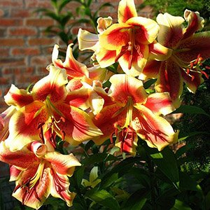 Лилия "Holland Beauty"