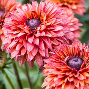 Рудбекия гибридная "Flamenco Dark Orange"