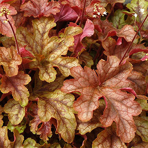 Гейхерелла "Autumn Cascade"