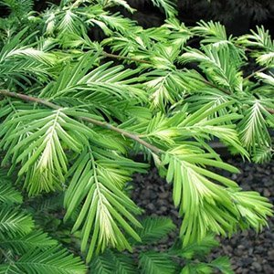 Метасеквойя глиптостробоидная "Jack Frost"