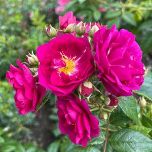 Роза "Purple Siluetta"