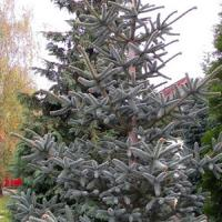 Пихта испанская "Glauca"