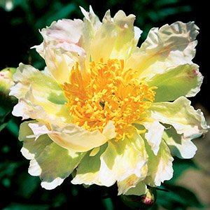 Пион молочноцветковый "Green Lotus"