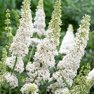 Буддлея давида "White Profusion"