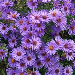Астра кустарниковая "Wood's Purple"