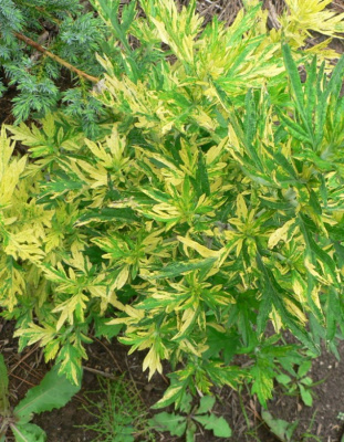 Полынь обыкновенная "Variegata"