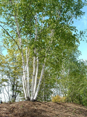 Береза полезная "Silver Shadow"