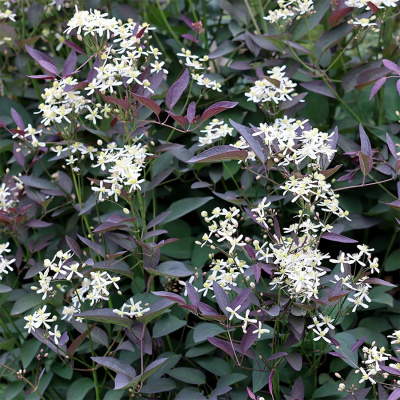 Клематис прямой "Purpurea"