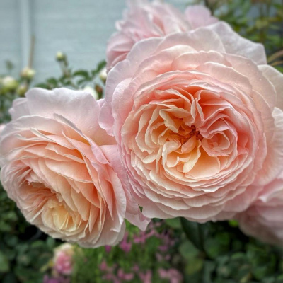 Роза "A Shropshire Lad"