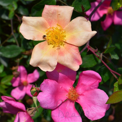 Роза "Mutabilis"