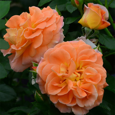 Роза "Mango"