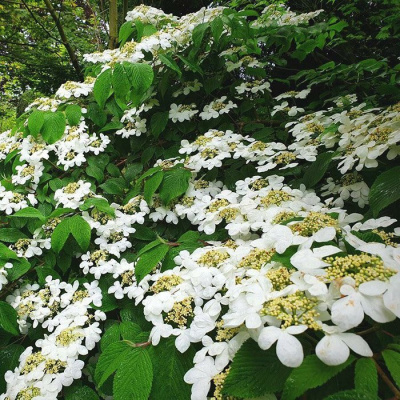 Калина складчатая "Mariesii"
