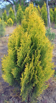 Плосковеточник восточный "Pyramidalis Aurea"