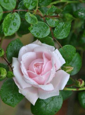 Шиповник (роза) сортовой "Great Maiden's Blush"