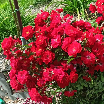 Роза "Austriana"