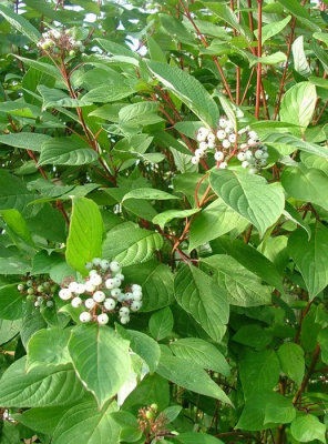 Дерен белый "Siberian Pearls"