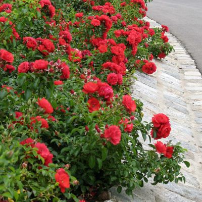 Роза "Sorrento"