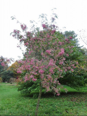Рябина Арнольда "Coral Pink"