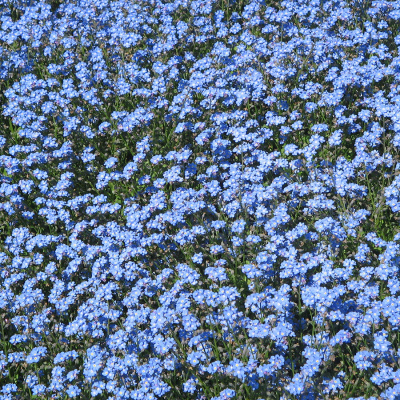 Незабудка болотная "Semperflorens"