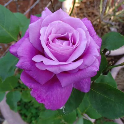 Роза "Blue Parfum"