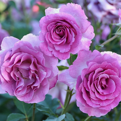 Роза "Violette Parfumee"