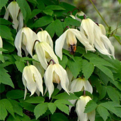 Клематис "Lemon Beauty"