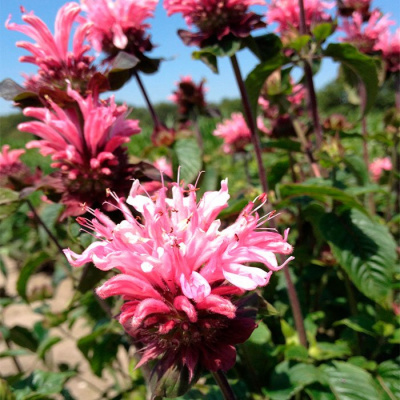 Монарда "Bee-Lieve"