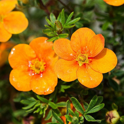 Лапчатка кустарниковая "Hopleys Orange"