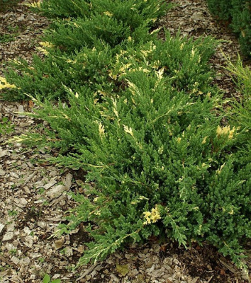Можжевельник китайский "Expansa Variegata"