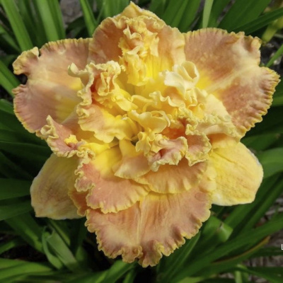 Лилейник "Natures Crown"