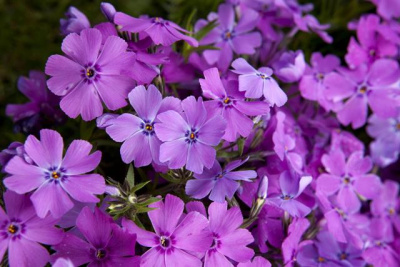 Флокс шиловидный "Early Spring Dark Pink"
