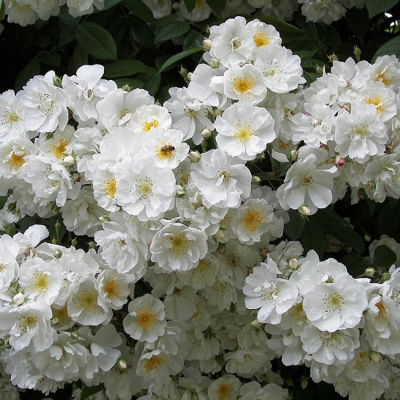 Роза "Bienenwiede Weiss"